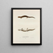 Salamandre jeffersonienne - John Edwards Holbrook — gerahmtes Bild an der Wand