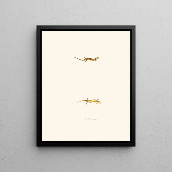 John Edwards Holbrook - Salamandra bilineata.webp