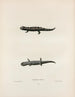 Salamander mit Streifen - John Edwards Holbrook — Ansicht des Kunstwerks