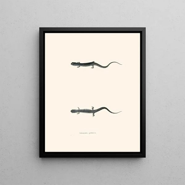 John Edwards Holbrook - Salamandra glutinosa.webp
