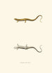 Salamander in Mittellinie - John Edwards Holbrook — Ansicht des Kunstwerks