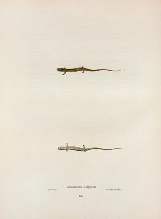 John Edwards Holbrook - Salamandra quadridigitata.webp