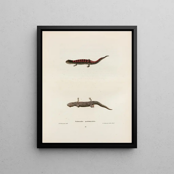 John Edwards Holbrook - Salamandra quadrimaculata.webp