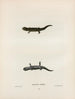 Salamander talpoïde - John Edwards Holbrook — Ansicht des Kunstwerks