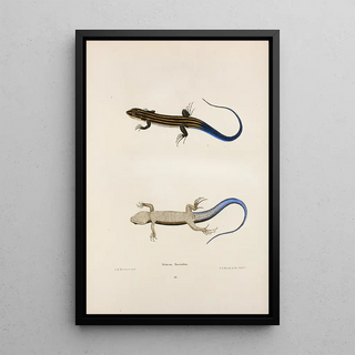 John Edwards Holbrook - Scincus fasciatus.webp