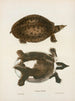 Trionyx muticus - John Edwards Holbrook — Ansicht des Kunstwerks