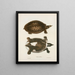 Trionyx muticus - John Edwards Holbrook — gerahmtes Bild an der Wand