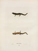 Triton dorsalis - John Edwards Holbrook — Ansicht des Kunstwerks
