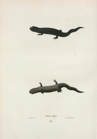 John Edwards Holbrook - Triton niger.webp