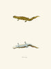 Triton tigrinus - John Edwards Holbrook — Ansicht des Kunstwerks