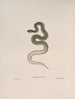 Tropidonotus dekayi - John Edwards Holbrook — Ansicht des Kunstwerks