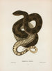 Tropidonotus taxispilotus - John Edwards Holbrook — Ansicht des Kunstwerks