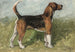 Tomboy, ein Beagle in einer Landschaft - John Emms — Ansicht des Kunstwerks