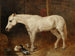 Ein graues Pferd in einer Stallung - John Frederick Herring der Ältere — Ansicht des Kunstwerks