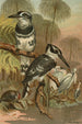 Martin-pêcheur noir et blanc - John George Wood — Ansicht des Kunstwerks