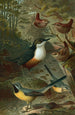 Cincle, bergeronnettes et troglodytes - John George Wood — Ansicht des Kunstwerks