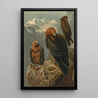 John George Wood - Lammergeyer.webp