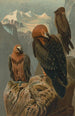 Gypaète barbu - John George Wood — Ansicht des Kunstwerks