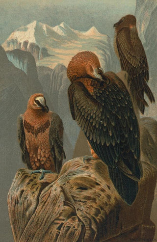 John George Wood - Lammergeyer.webp