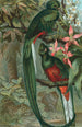 Trogon resplendissant - John George Wood — Ansicht des Kunstwerks
