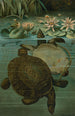 Weiche Schildkröten - John George Wood — Ansicht des Kunstwerks