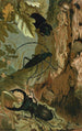 Lucane et longicorne - John George Wood — Ansicht des Kunstwerks