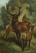 Elch - John George Wood — Ansicht des Kunstwerks