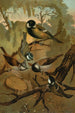 Meisen - John George Wood — Ansicht des Kunstwerks