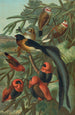 Tisserins - John George Wood — Ansicht des Kunstwerks