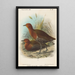 Vögel der Philippinen - John Gerrard Keulemans — gerahmtes Bild an der Wand