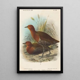 John Gerrard Keulemans - Birds of Philippines.webp
