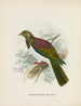 Carpophaga de Nouvelle-Zélande - John Gerrard Keulemans — Ansicht des Kunstwerks