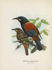 Créations carnuculatus - John Gerrard Keulemans — Ansicht des Kunstwerks