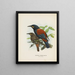 Créations carnuculatus - John Gerrard Keulemans — gerahmtes Bild an der Wand