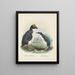 Eudyptes chrysocomus und Eudyptula minori - John Gerrard Keulemans — gerahmtes Bild an der Wand