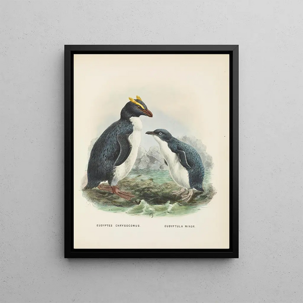 John Gerrard Keulemans - Eudyptes chrysocomus and Eudyptula minori.webp