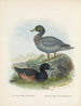 Fuligula new zealandiae et Hymenolaemus malacorhynchus - John Gerrard Keulemans — Ansicht des Kunstwerks