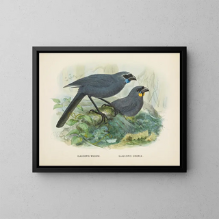 John Gerrard Keulemans - Glaucopis wilsoni and Glaucopis cinerea.webp