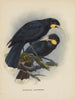 Heteralocha acutirostris - John Gerrard Keulemans — Ansicht des Kunstwerks