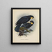 Heteralocha acutirostris - John Gerrard Keulemans — gerahmtes Bild an der Wand
