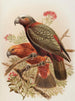 Papagei Kaka und Kakadus-Varietät Kakakura Nestor meridionalis - John Gerrard Keulemans — Ansicht des Kunstwerks