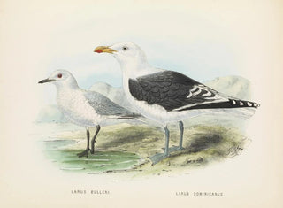John Gerrard Keulemans - Larus bulleri and Larus dominicanus.webp