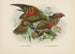 Nestor notabilis und Nestor meridionalis - John Gerrard Keulemans — Ansicht des Kunstwerks