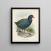 Überzüge Notornis - John Gerrard Keulemans — gerahmtes Bild an der Wand