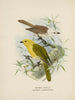 Orthonyx albicilla und Orthonyx ochrocephala - John Gerrard Keulemans — Ansicht des Kunstwerks
