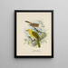 Orthonyx albicilla und Orthonyx ochrocephala - John Gerrard Keulemans — gerahmtes Bild an der Wand