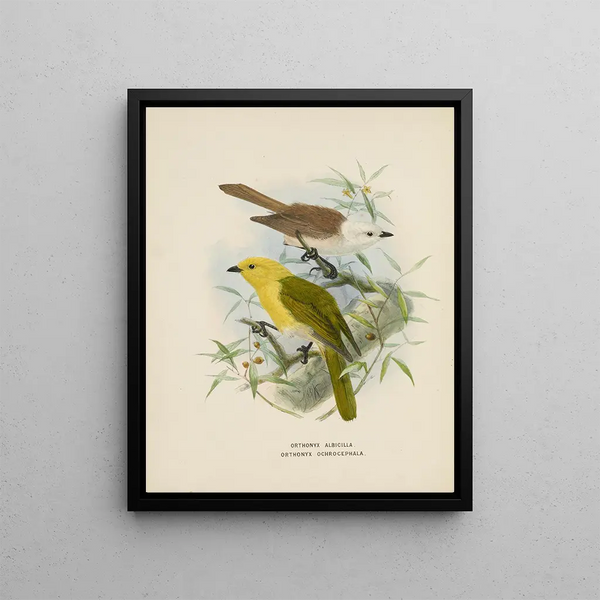 John Gerrard Keulemans - Orthonyx albicilla abd Orthonyx ochrocephala.webp