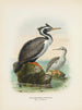 Phalacrocorax punctatus männlich und weiblich - John Gerrard Keulemans — Ansicht des Kunstwerks