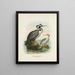 Phalacrocorax punctatus männlich und weiblich - John Gerrard Keulemans — gerahmtes Bild an der Wand