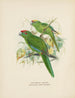 Platycercus auriceps Platycercus Neuseeland - John Gerrard Keulemans — Ansicht des Kunstwerks